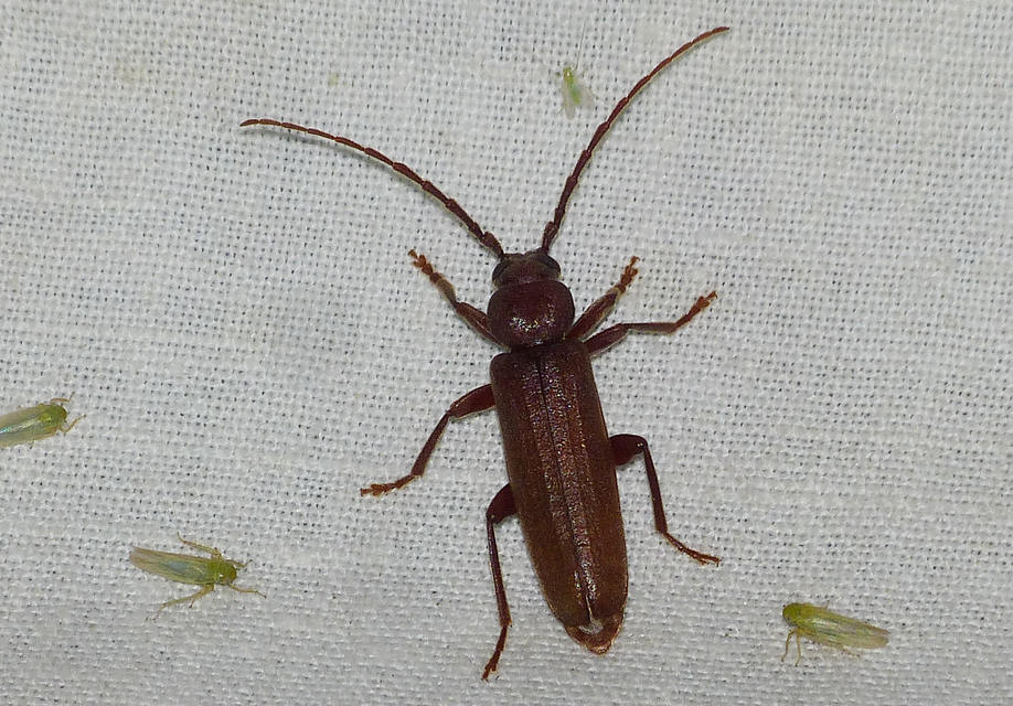 Arhopalus rusticus - gödrösnyakú cincér