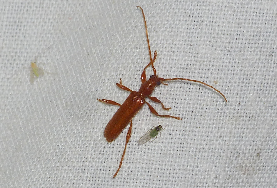 Axinopalpis gracilis - kecses selymescincér