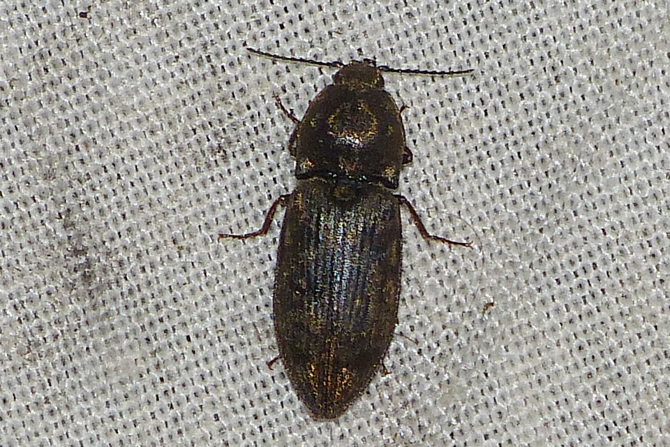 Prosternon