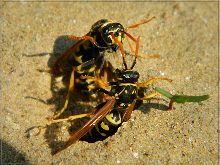 Polistes dominulus - déli papírdarázs
