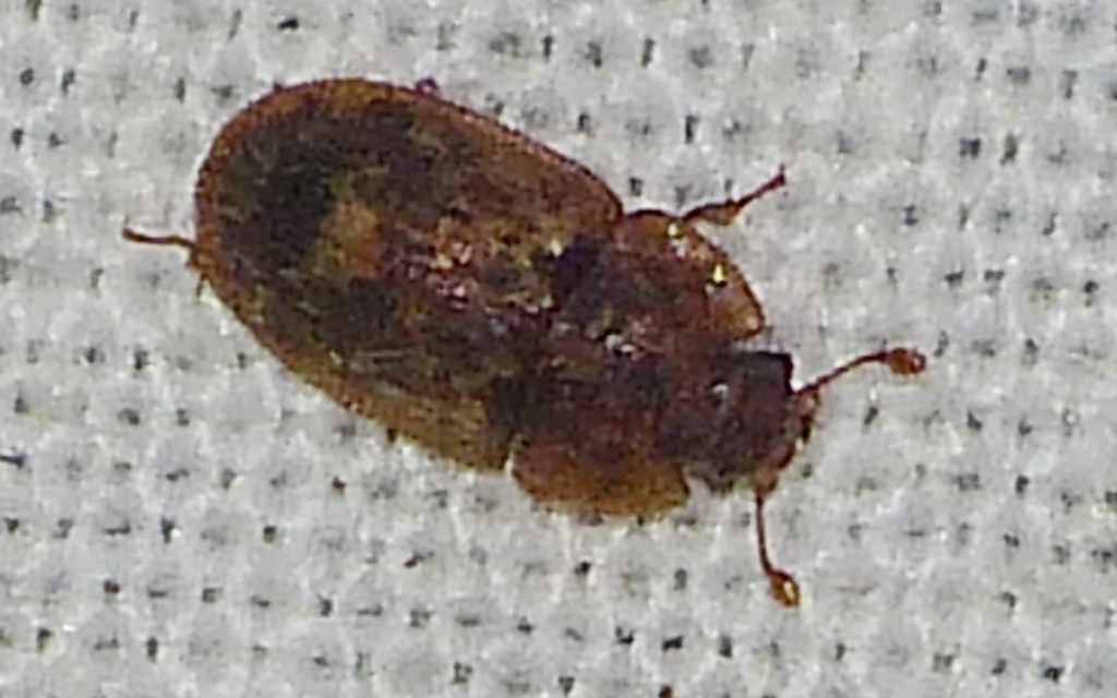 Soronia grisea - pettyegetett fénybogár