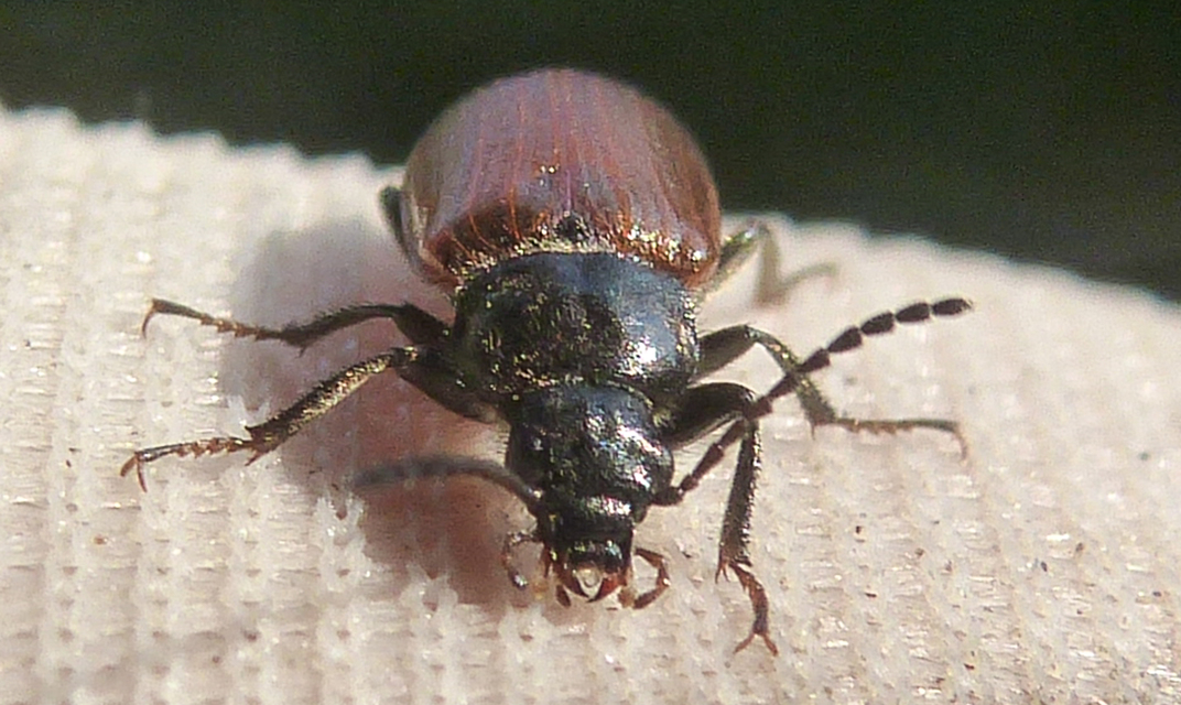 Omophlus proteus - közönséges pejbogár Omophlus proteus - közönséges pejbogár