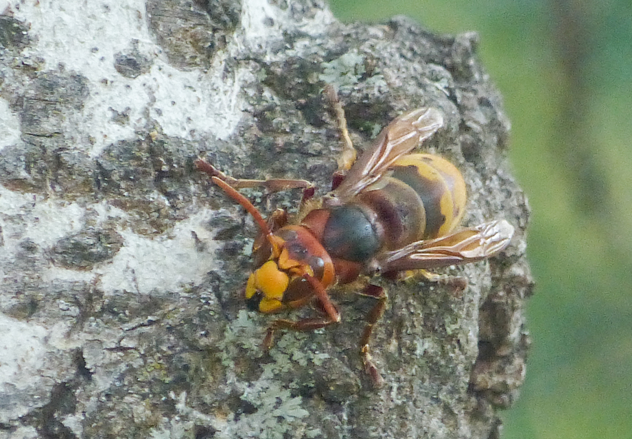 Vespa crabro - lódarázs
