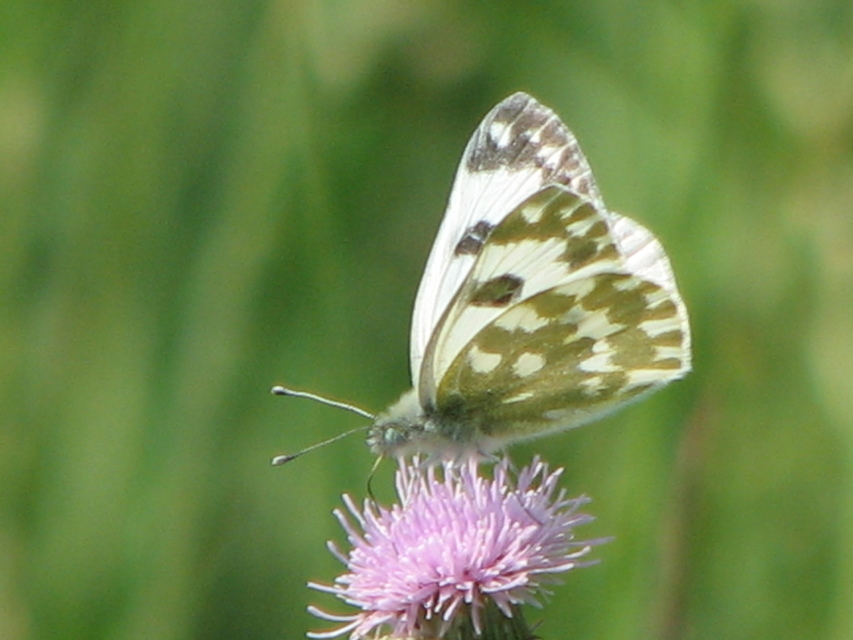 Pontia edusa - rezedalepke