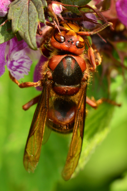 Vespa crabro - lódarázs