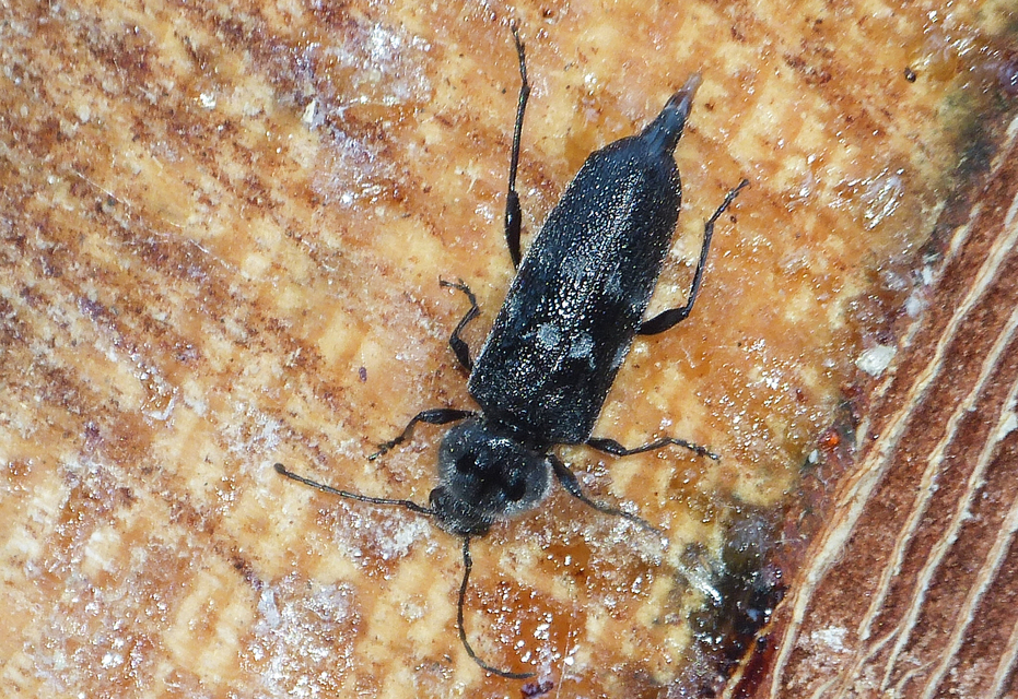 Hylotrupes bajulus - házicincér