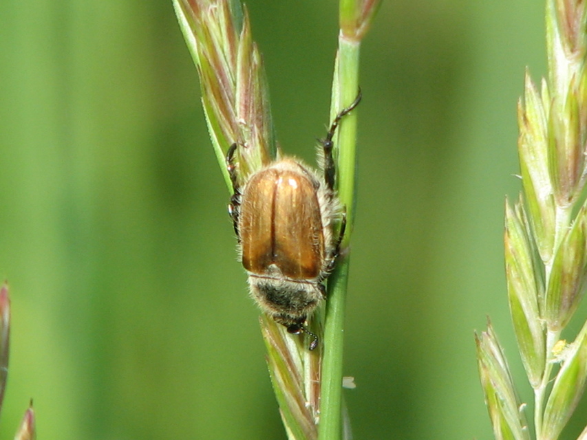 Chaetopteroplia segetum - rozsszipoly