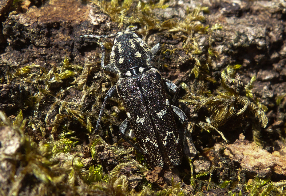 Xylotrechus rusticus - egérszínű darázscincér