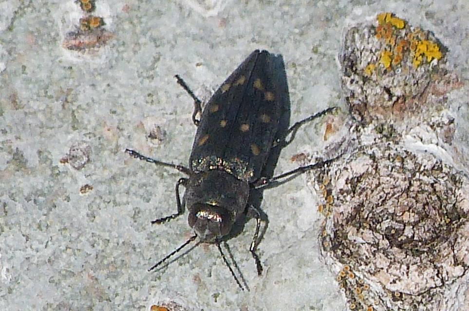 Trachypteris picta decostigma - foltos fürgedíszbogár