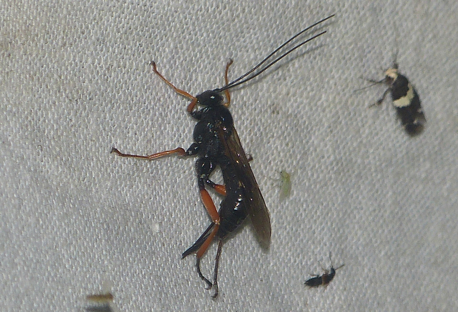 Pimpla rufipes - bábölő fürkészdarázs
