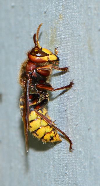 Vespa crabro - lódarázs