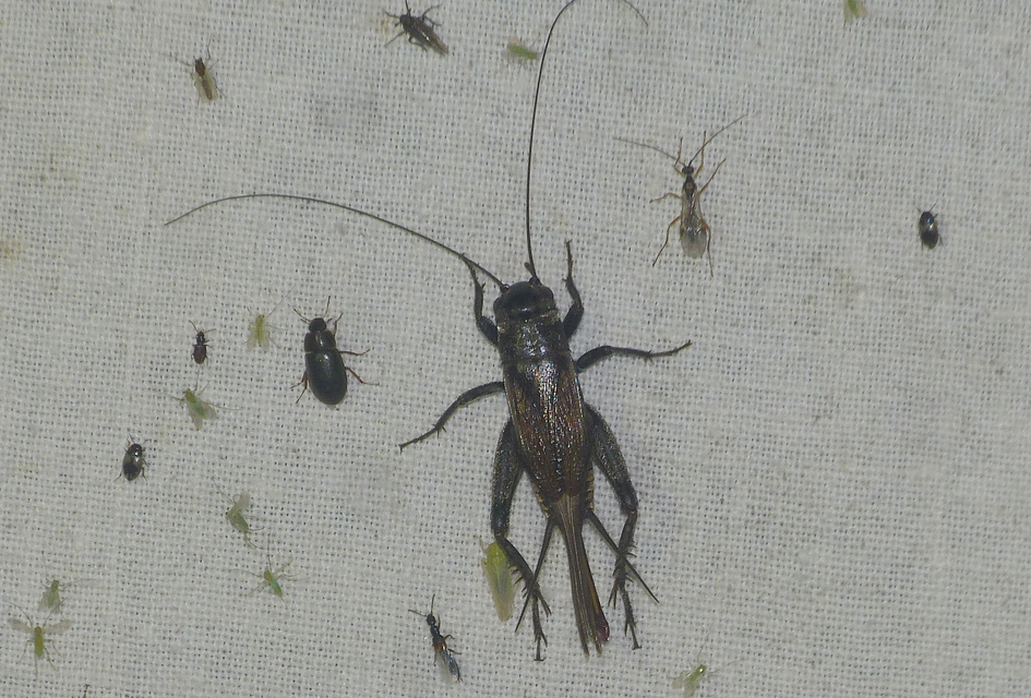 Eumodicogryllus bordigalensis - bordói tücsök