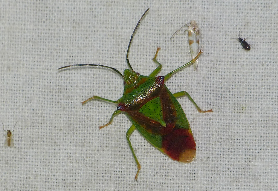 Acanthosoma haemorrhoidale - nagy dajkapoloska Acanthosoma haemorrhoidale - nagy dajkapoloska