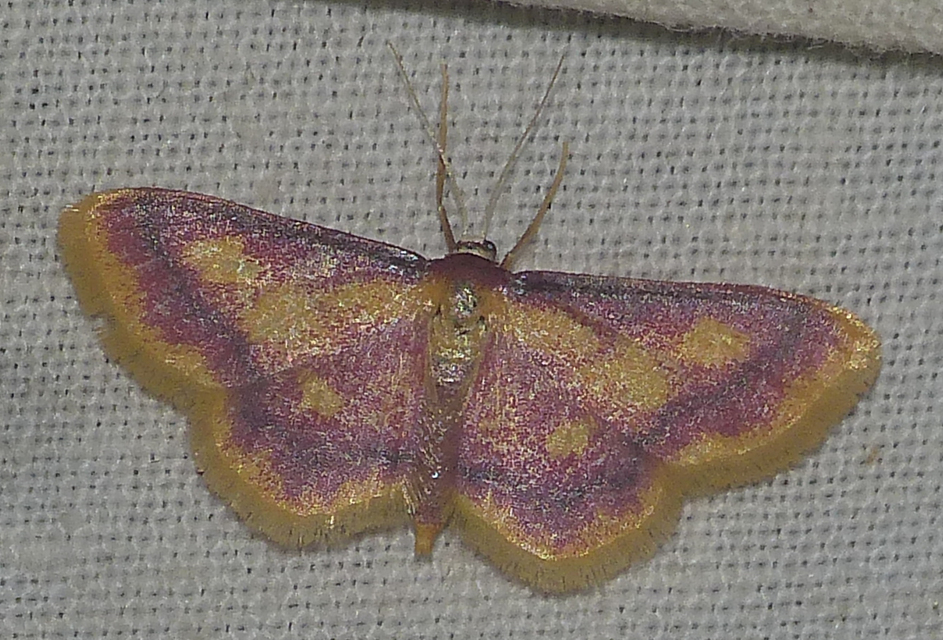Idaea muricata - mocsári pirosaraszoló