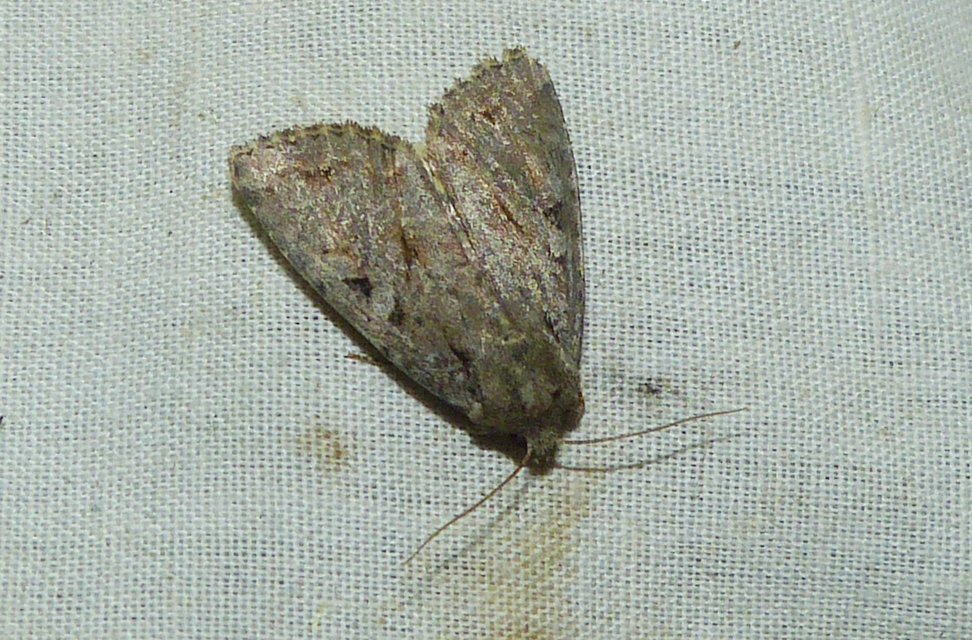 Apterogenum ypsillon - ipszilon-erdeibagoly