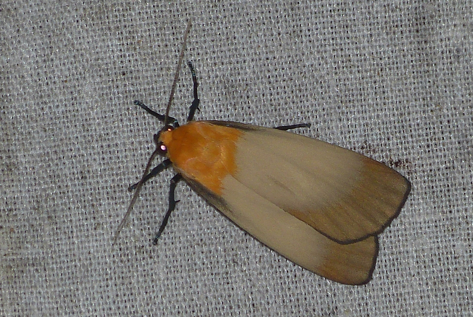 Lithosia quadra - négypettyes zuzmószövő