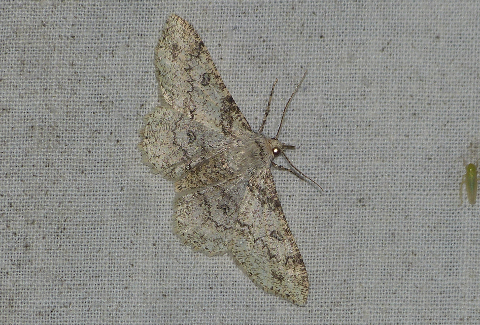 Ascotis selenaria - holdas faaraszoló
