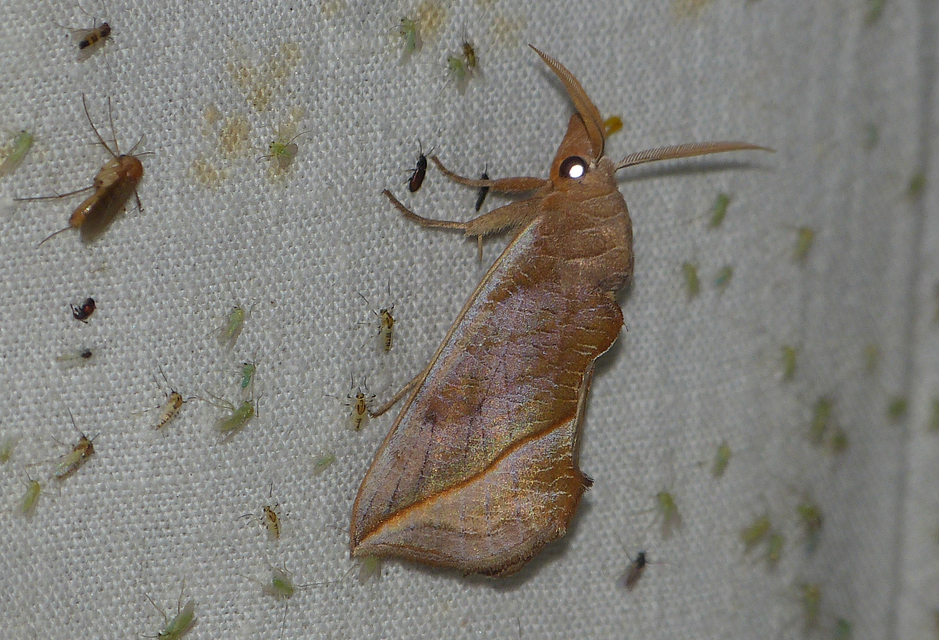Calyptra thalictri - öblösszárnyú bagoly