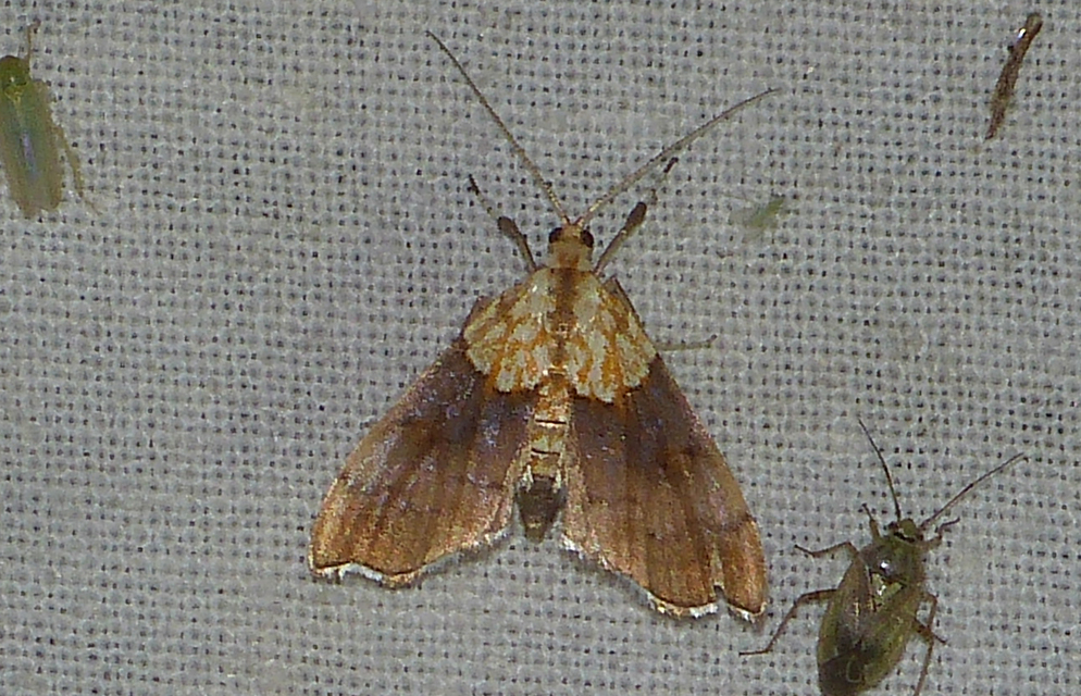Agrotera nemoralis - ligeti tűzmoly