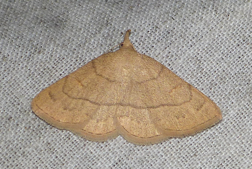 Paracolax tristalis - sárgás karcsúbagoly
