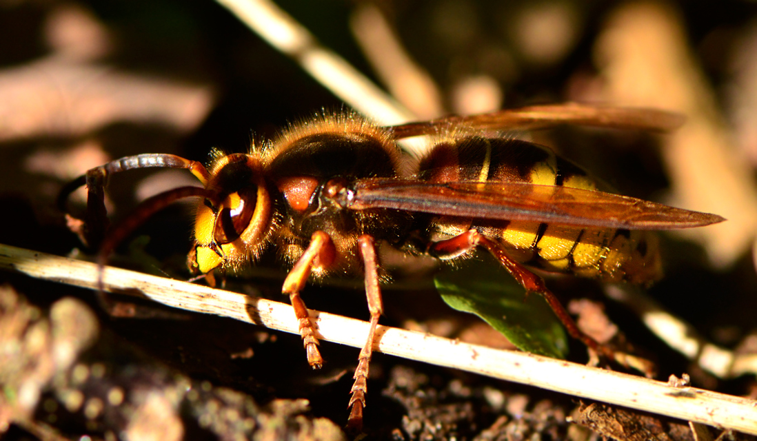 Vespa crabro - lódarázs