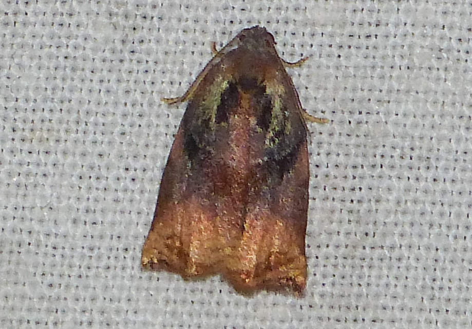 Archips podana - dudvarágó sodrómoly