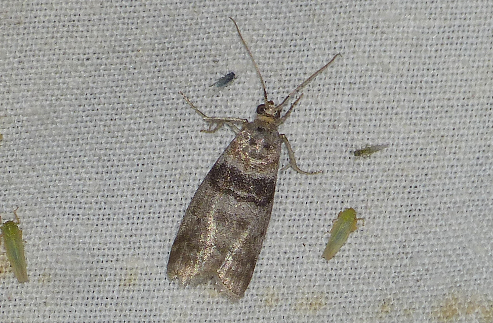 Sciota
