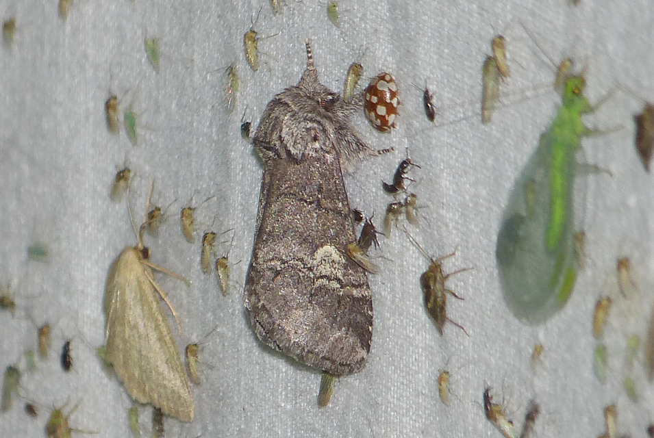 Drymonia querna - tölgyfa-púposszövő