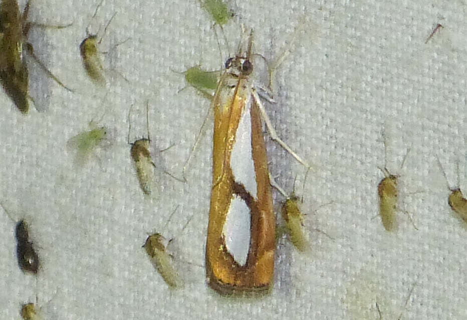 Catoptria pinella - ezüstös fűgyökérmoly