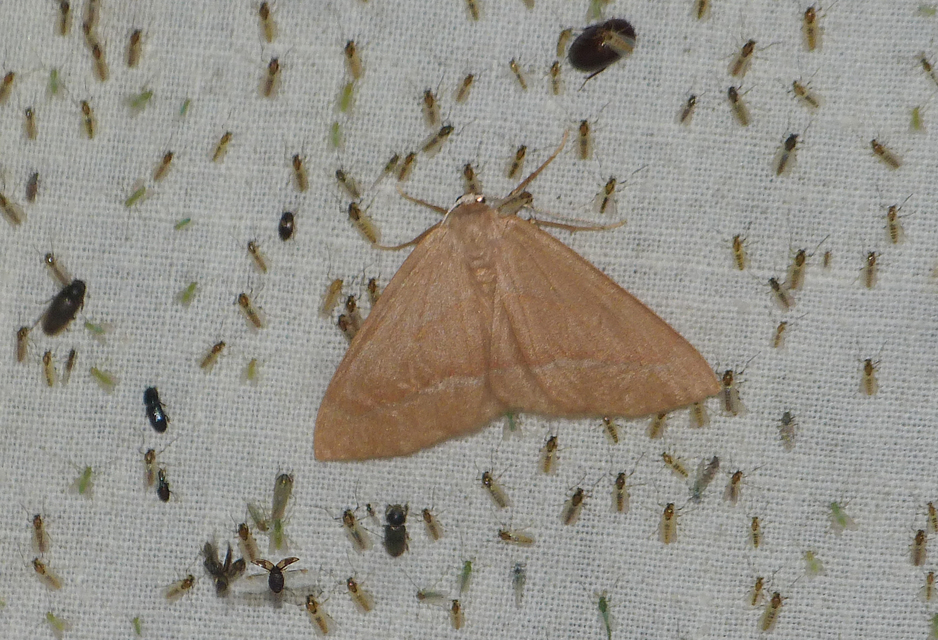 Hylaea fasciaria - erdeifenyő-sávosaraszoló