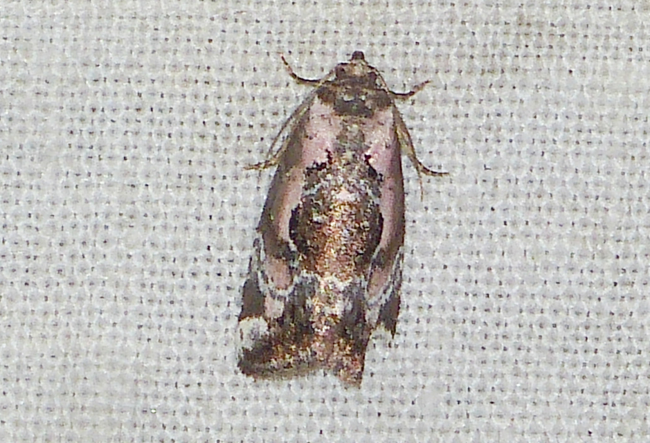 Hapalotis venustula - rózsaszínű mázasbagoly