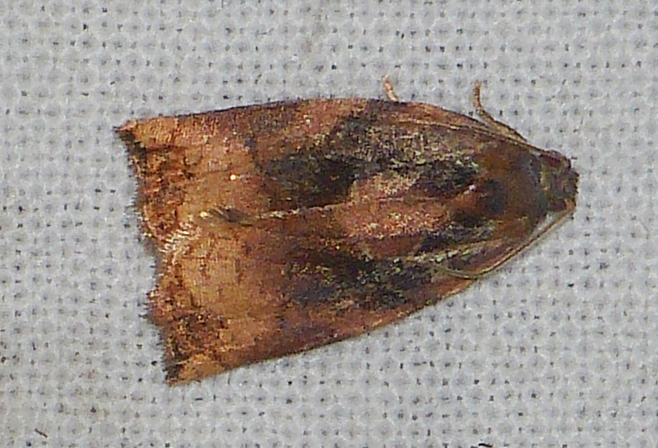 Archips podana - dudvarágó sodrómoly