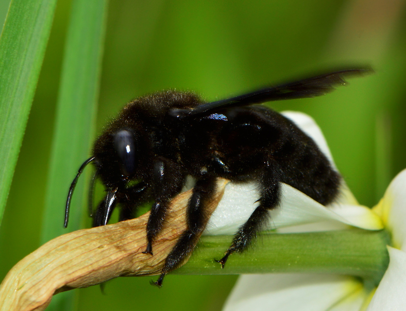 Xylocopa violacea - kék fadongó