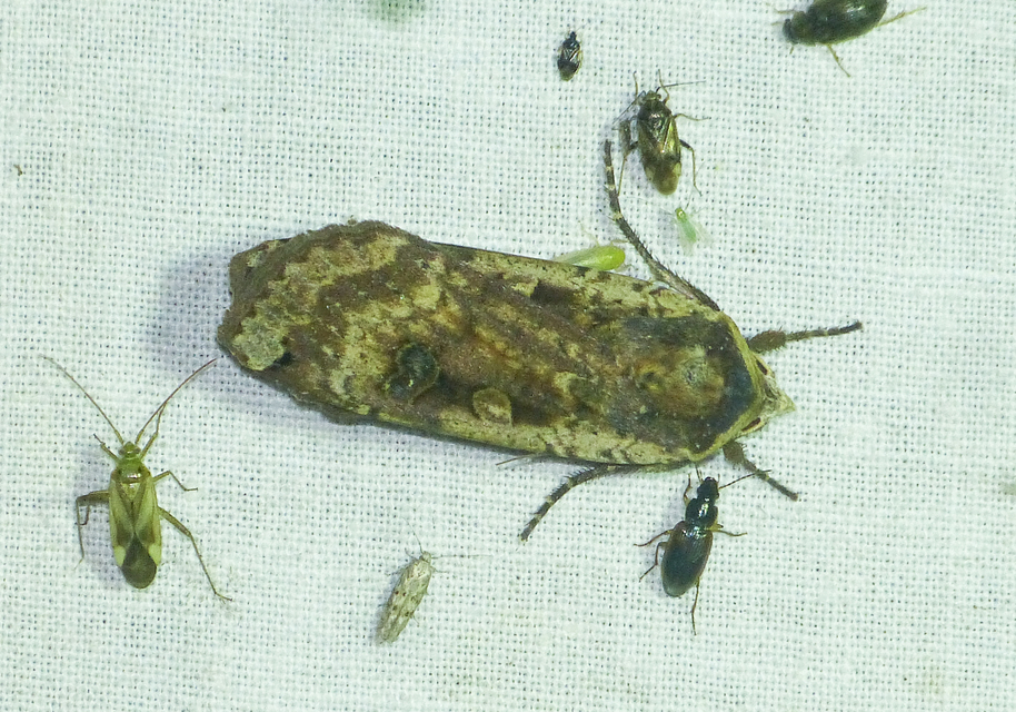 Noctua pronuba - nagy sárgafűbagoly