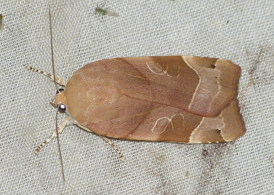 Noctua fimbriata - szélessávú sárgafűbagoly