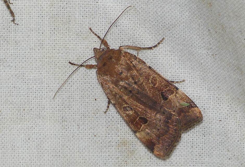 Noctua interposita - köztes sárgafűbagoly