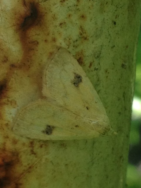 Rivula sericealis - selymes lórombagoly