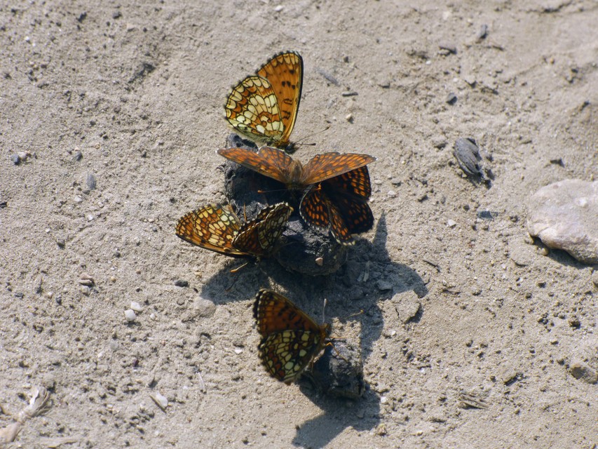 Melitaea athalia - közönséges tarkalepke