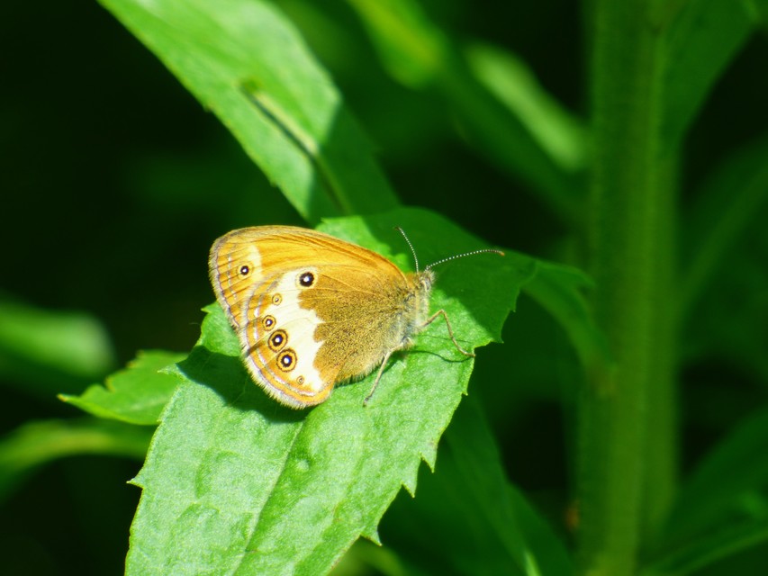 Coenonympha arcania - fehéröves szénalepke