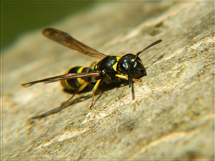 Ancistrocerus