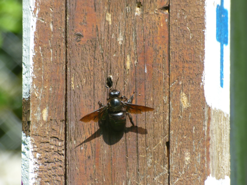 Xylocopa violacea - kék fadongó