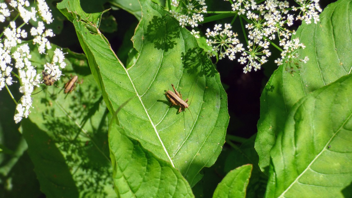 Pholidoptera griseoaptera - szürke avarszöcske