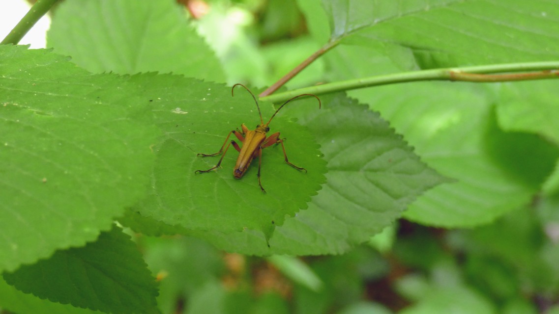 Stenocorus meridianus - fűz-gyökércincér