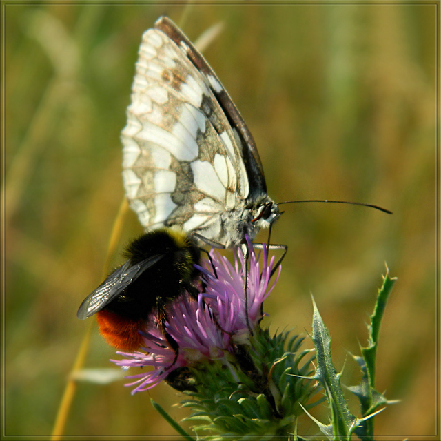 Bombus lapidarius - kövi poszméh