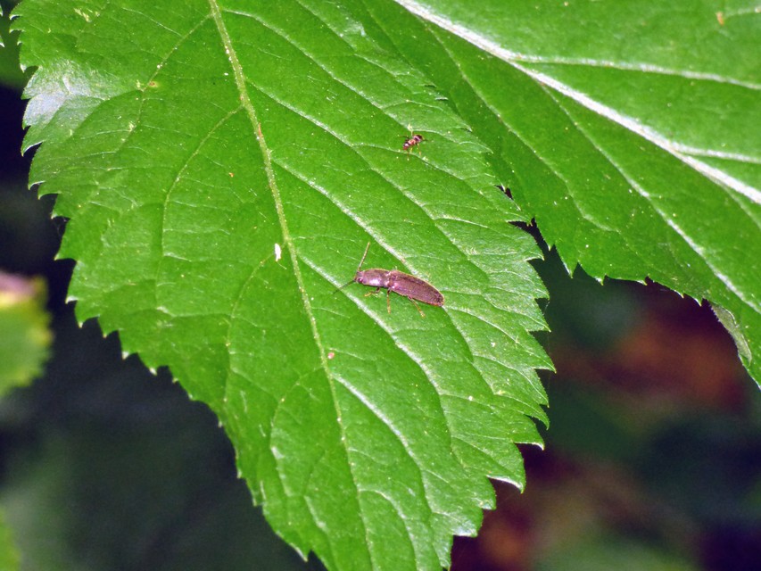 Athous haemorrhoidalis - szurkos pattanó