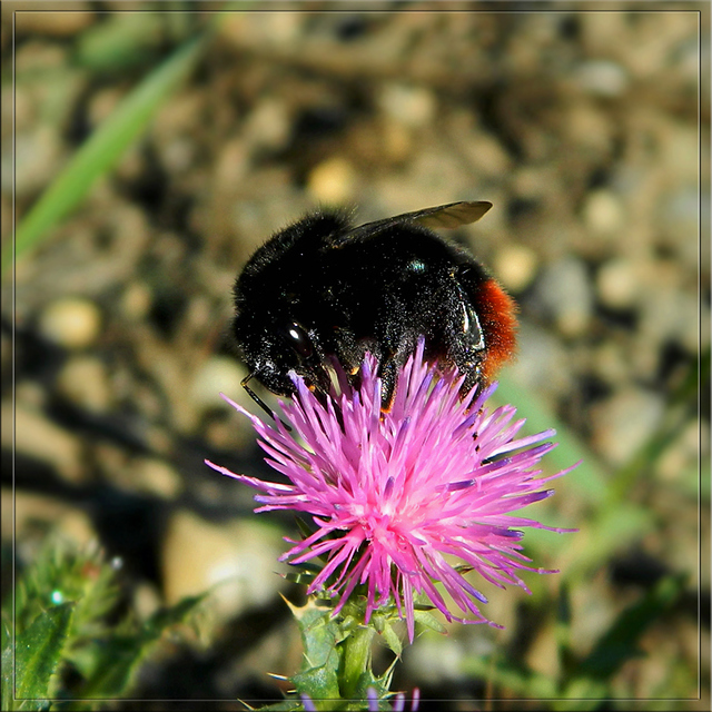 Bombus lapidarius - kövi poszméh