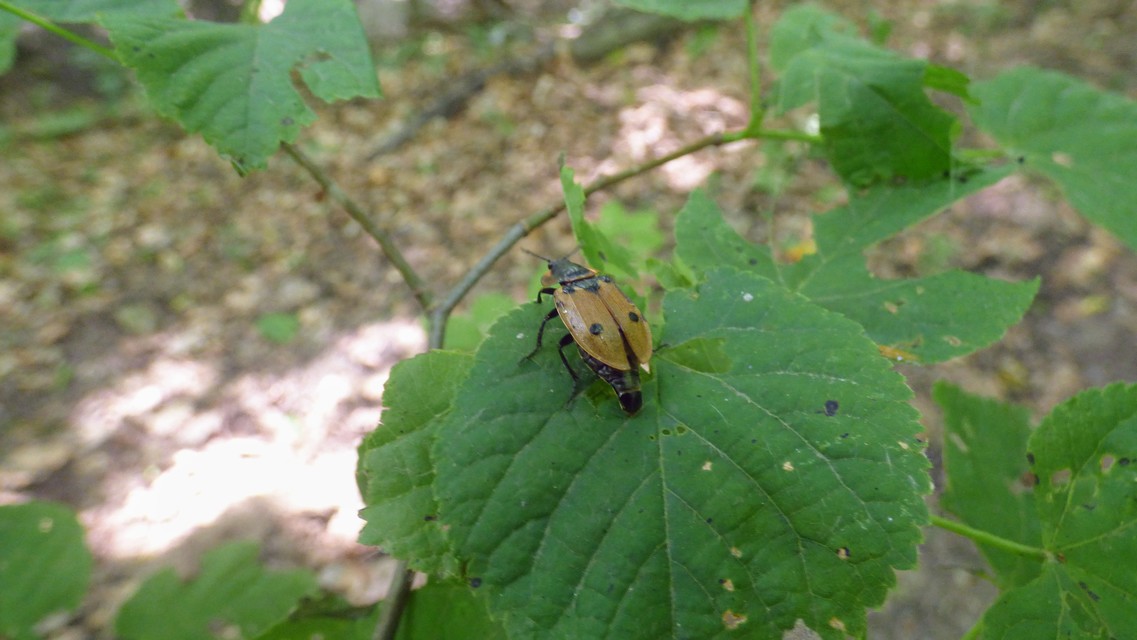 Dendroxena quadrimaculata - négypettyes dögbogár