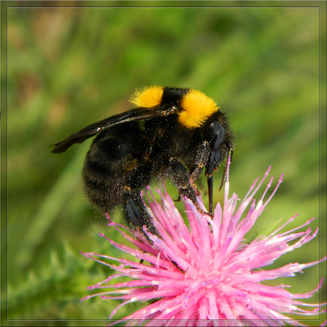 Bombus argillaceus - délvidéki poszméh