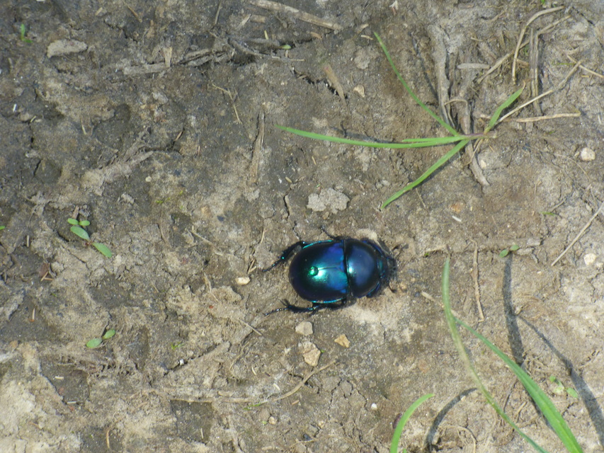 Trypocopris vernalis - tavaszi álganéjtúró