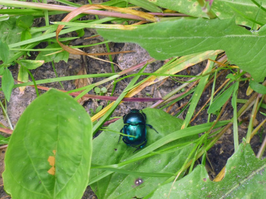 Trypocopris vernalis - tavaszi álganéjtúró